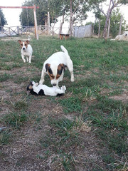 Cuccioli di Jack Russel